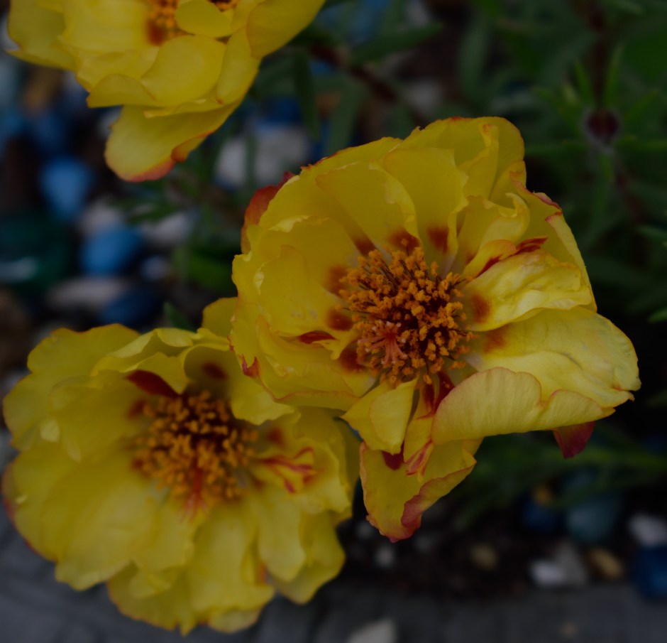 DSC_0023 cropped.JPG