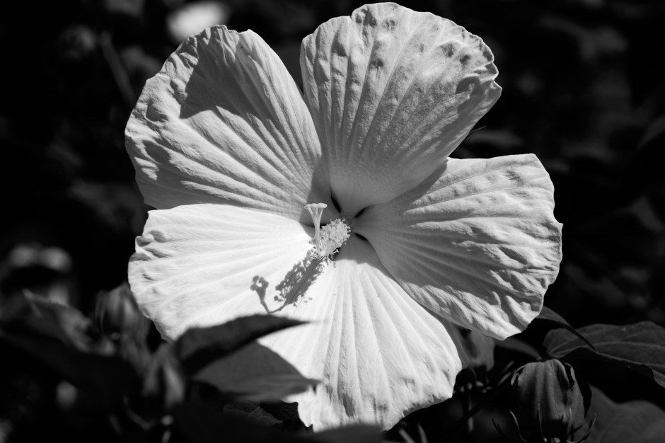 2907-2017-0108406515808543287