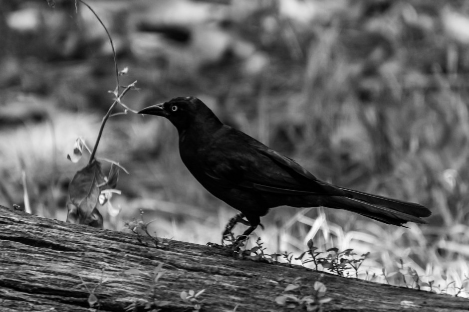 2907-2017-0109406516586004454