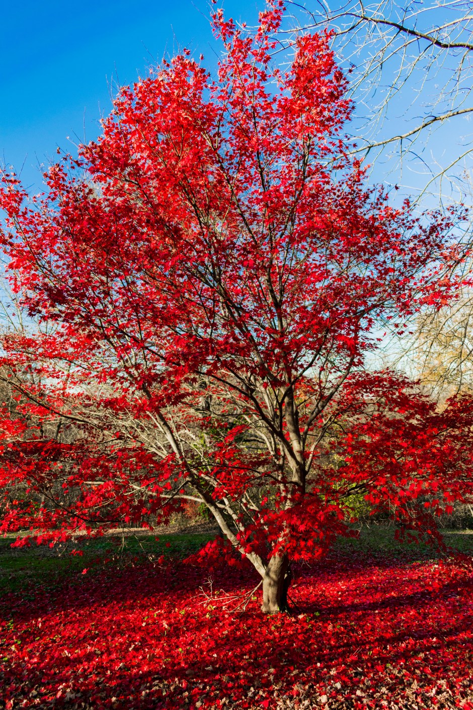 Japanese Maple20171120-11