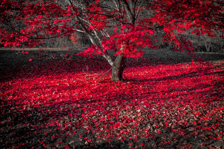 Japanese Maple20171120-12-2