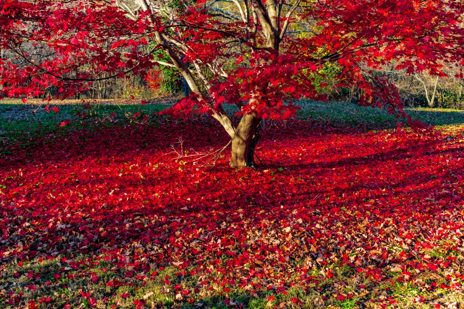 Japanese Maple20171120-12