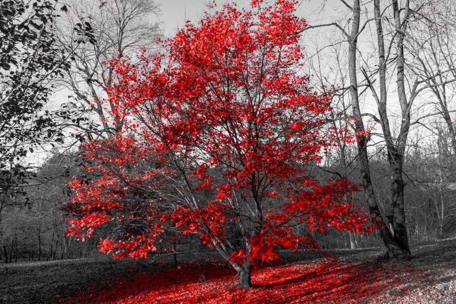 Japanese Maple20171120-7
