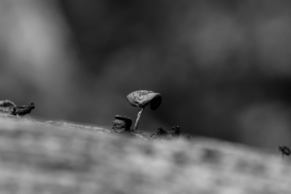 Cedar Lake20171211-38