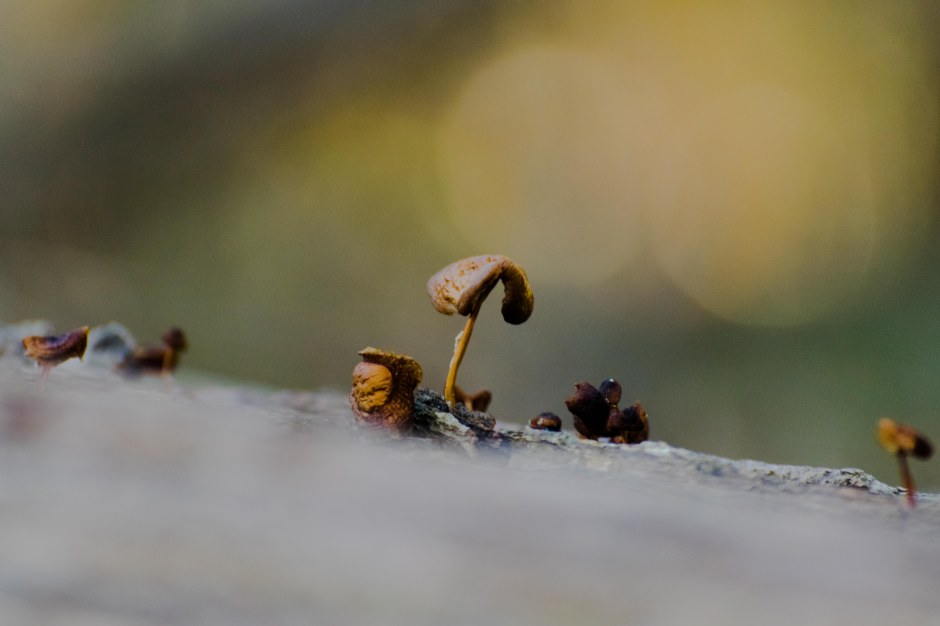 Cedar Lake20171211-39